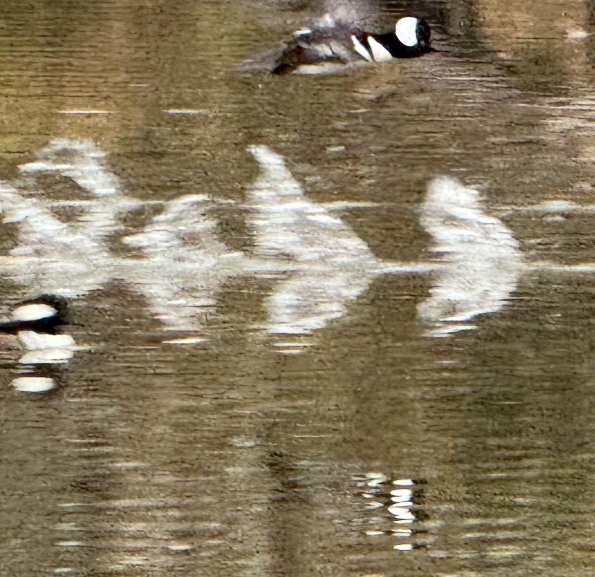 Капюшоновый крохаль - ML646223115