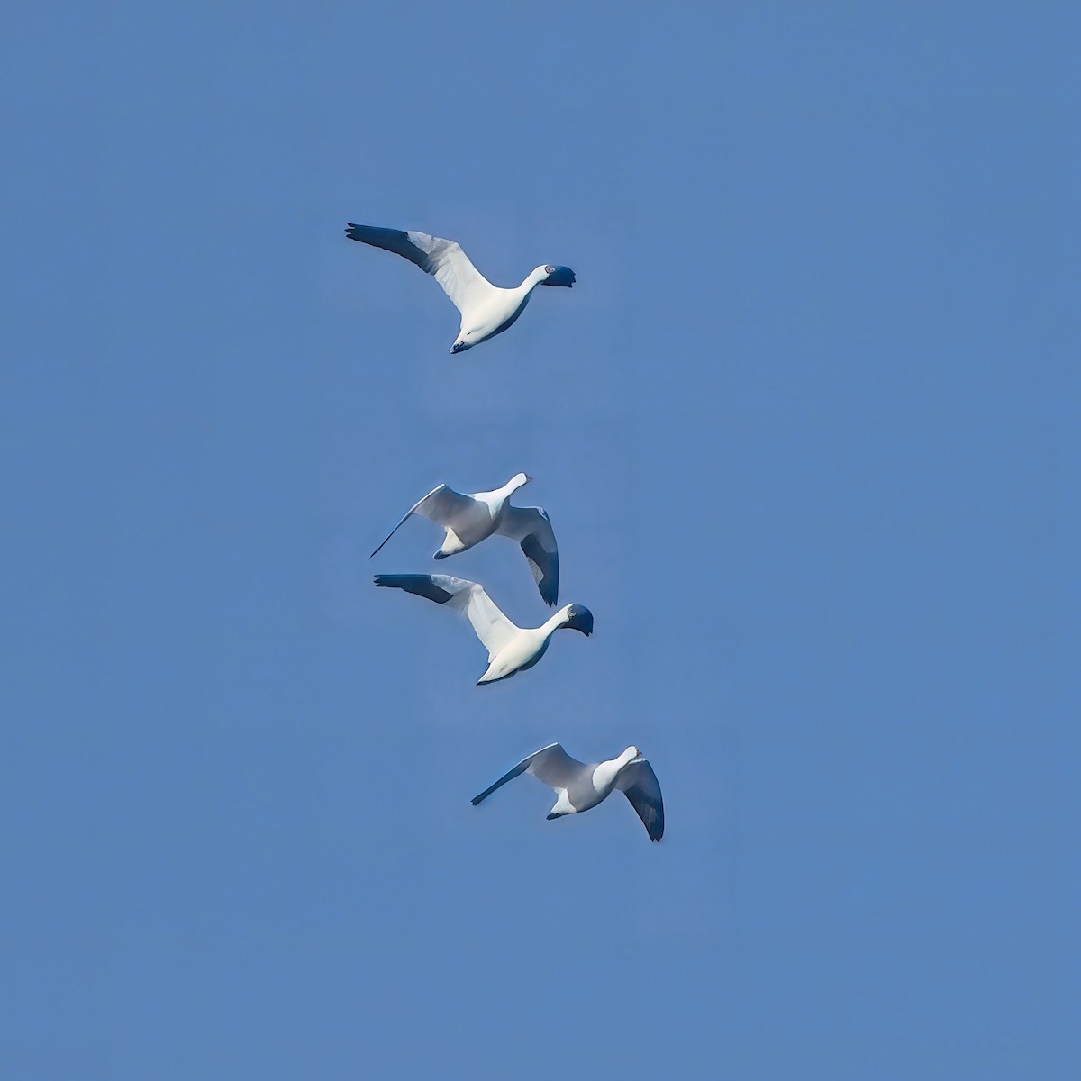 Ross's Goose - ML646223117