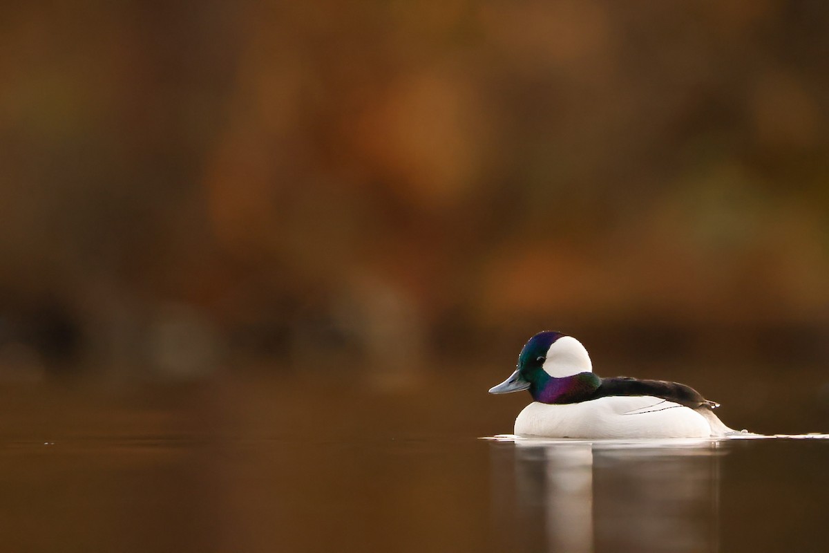 Гоголь-головастик - ML646223124