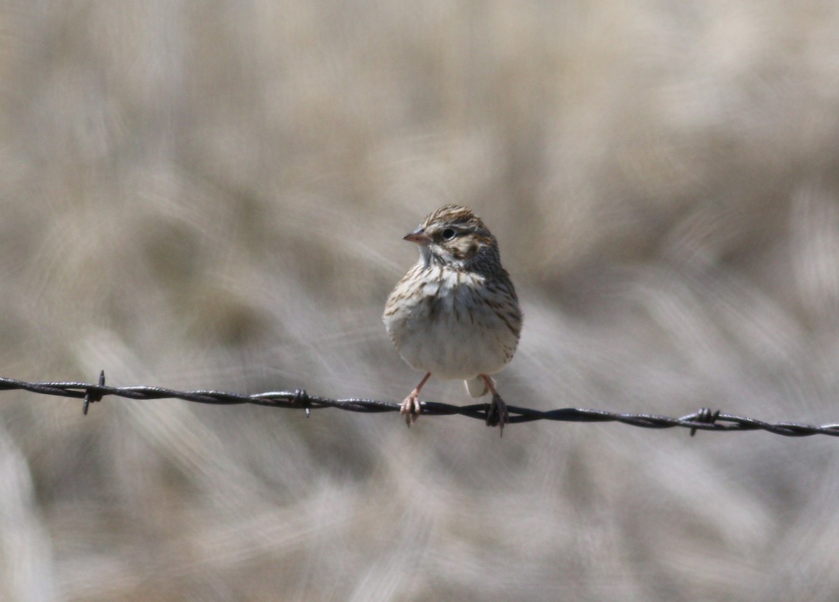Chingolo Coliblanco - ML646223125