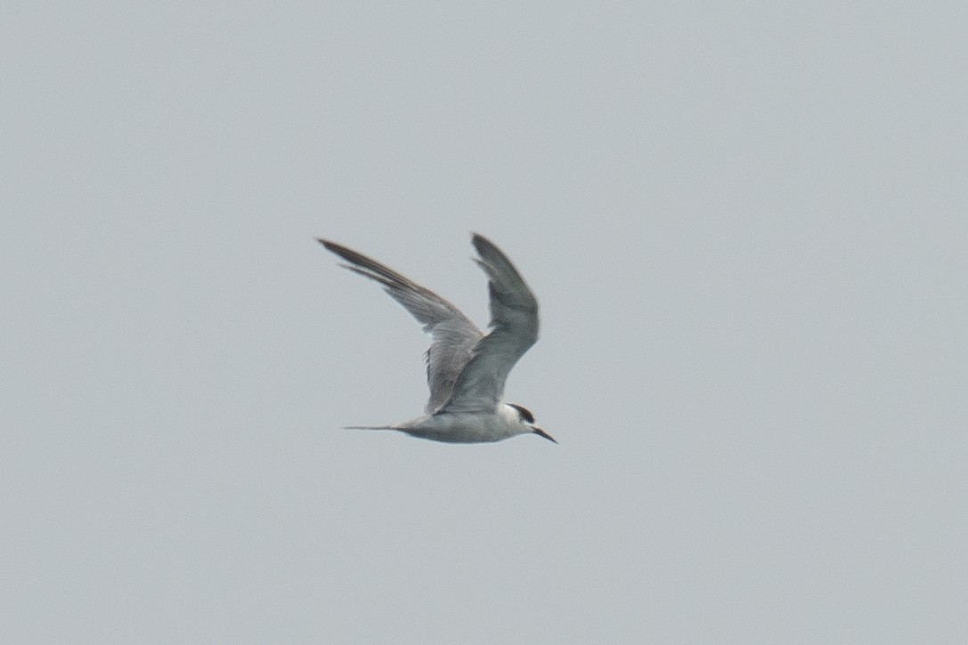tern sp. - ML646223126