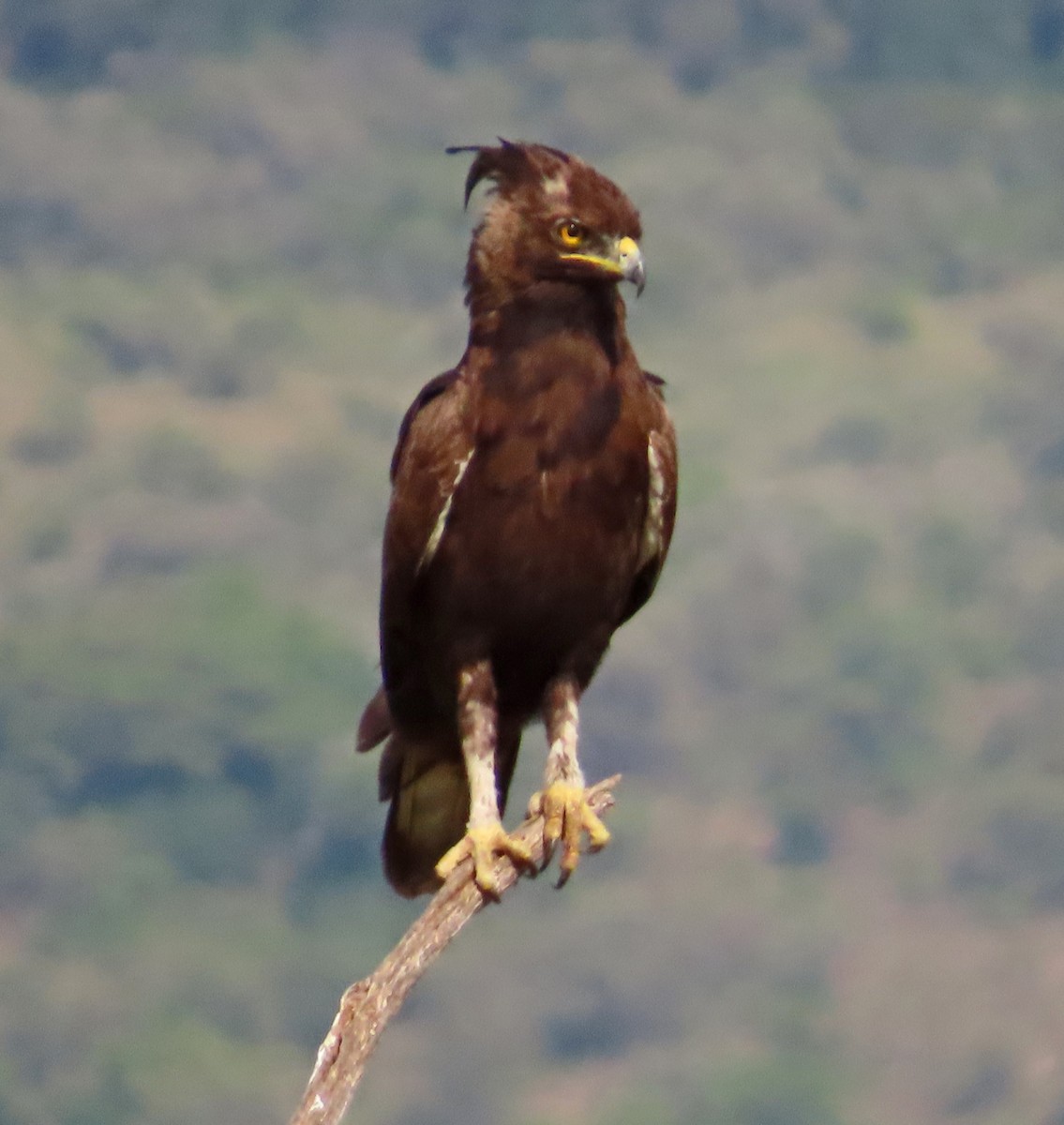 Long-crested Eagle - ML646223127