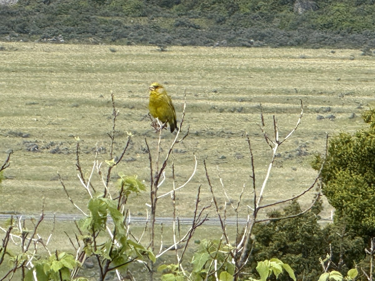 grønnfink - ML646223129