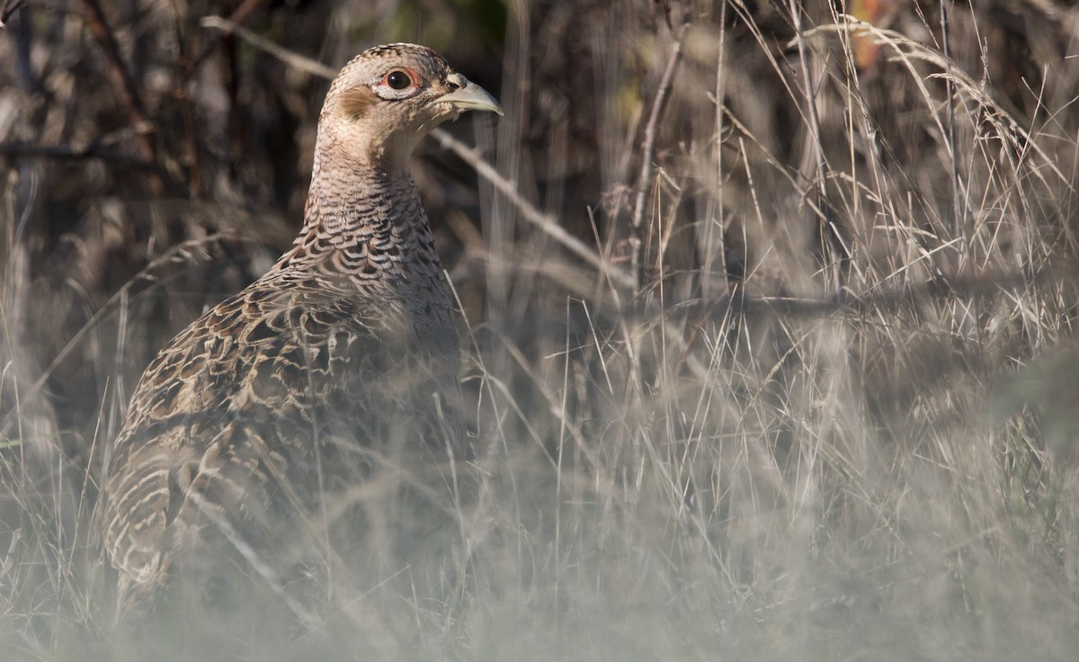 bažant obecný - ML646223130
