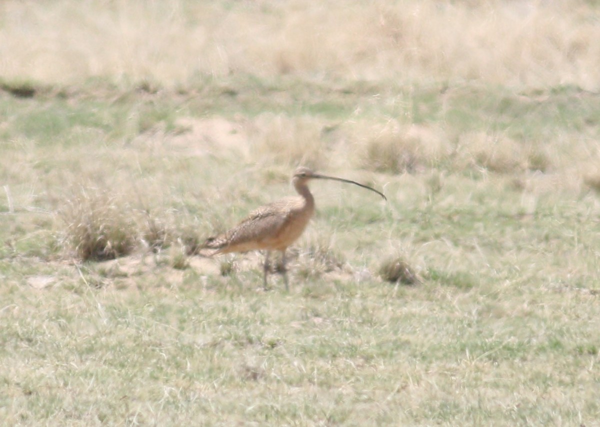 Кульон американський - ML646223131