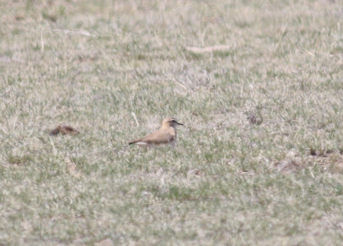 Mountain Plover - ML646223132