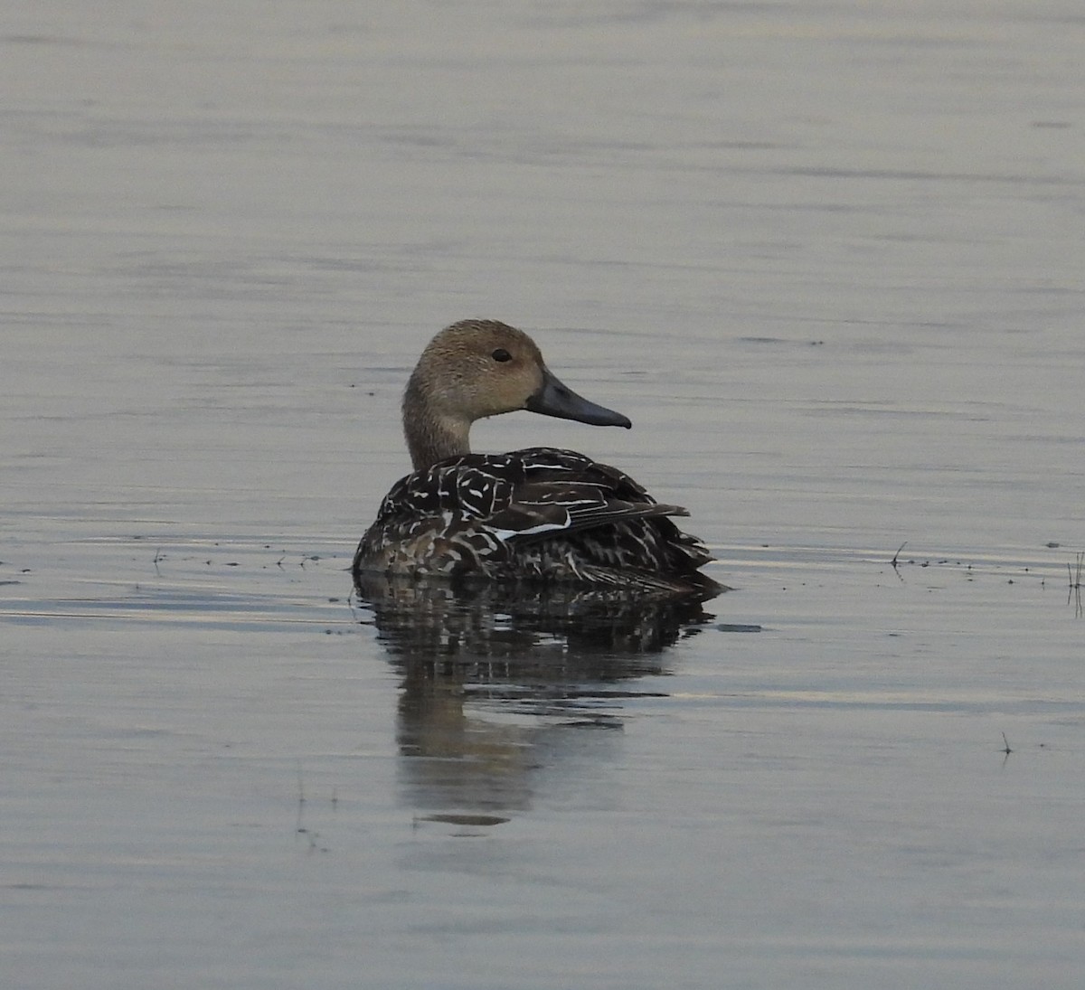 Northern Pintail - ML646223133