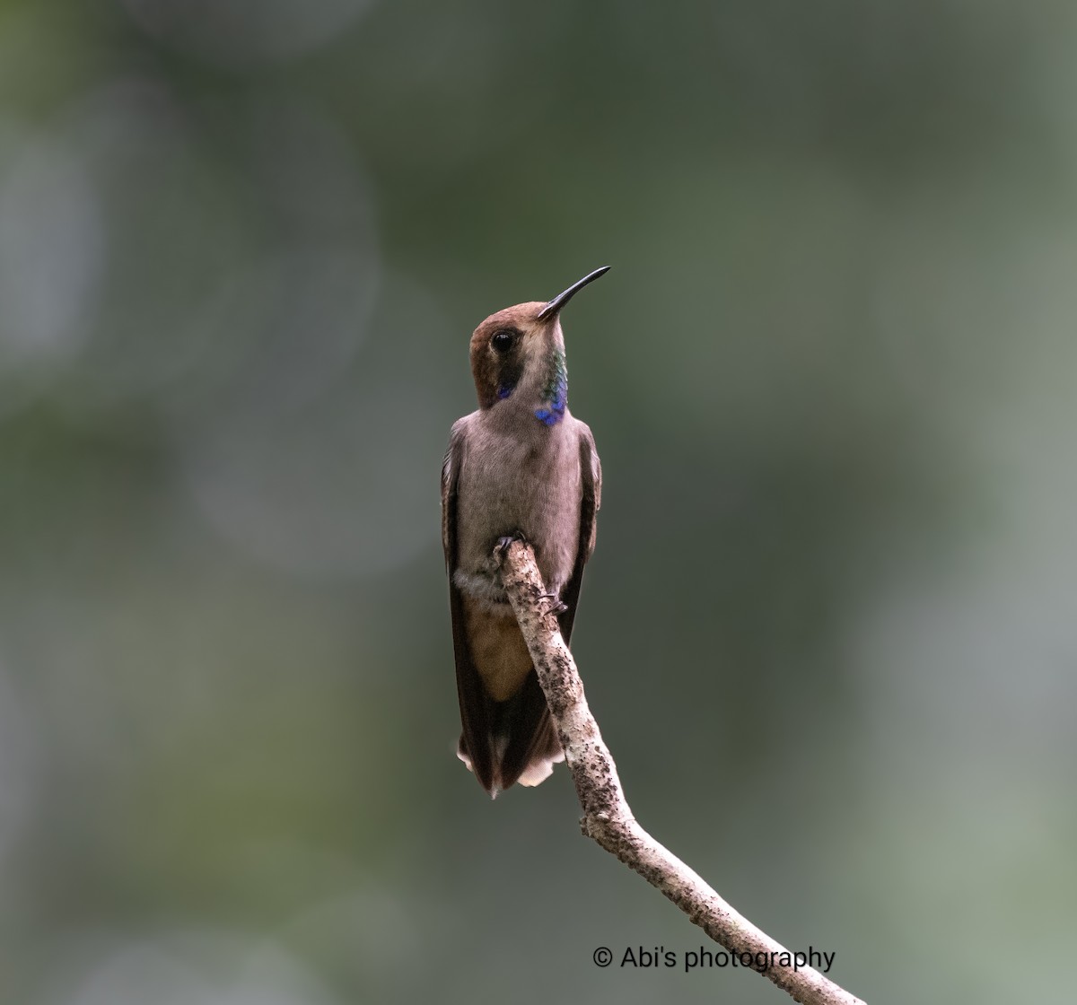 Brown Violetear - ML646223142