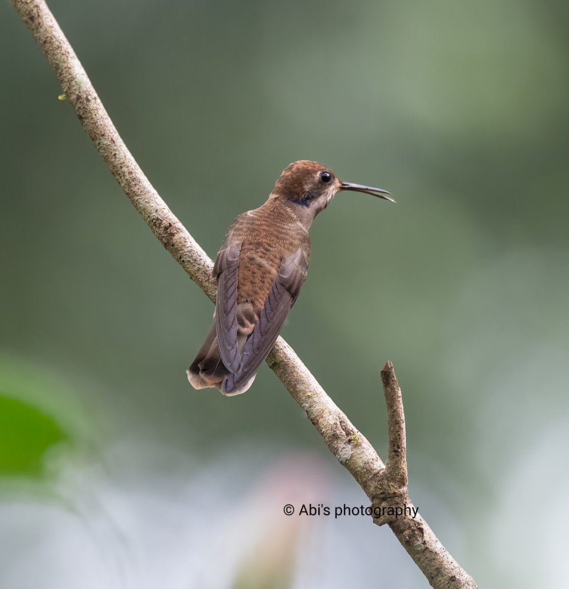 Brown Violetear - ML646223143
