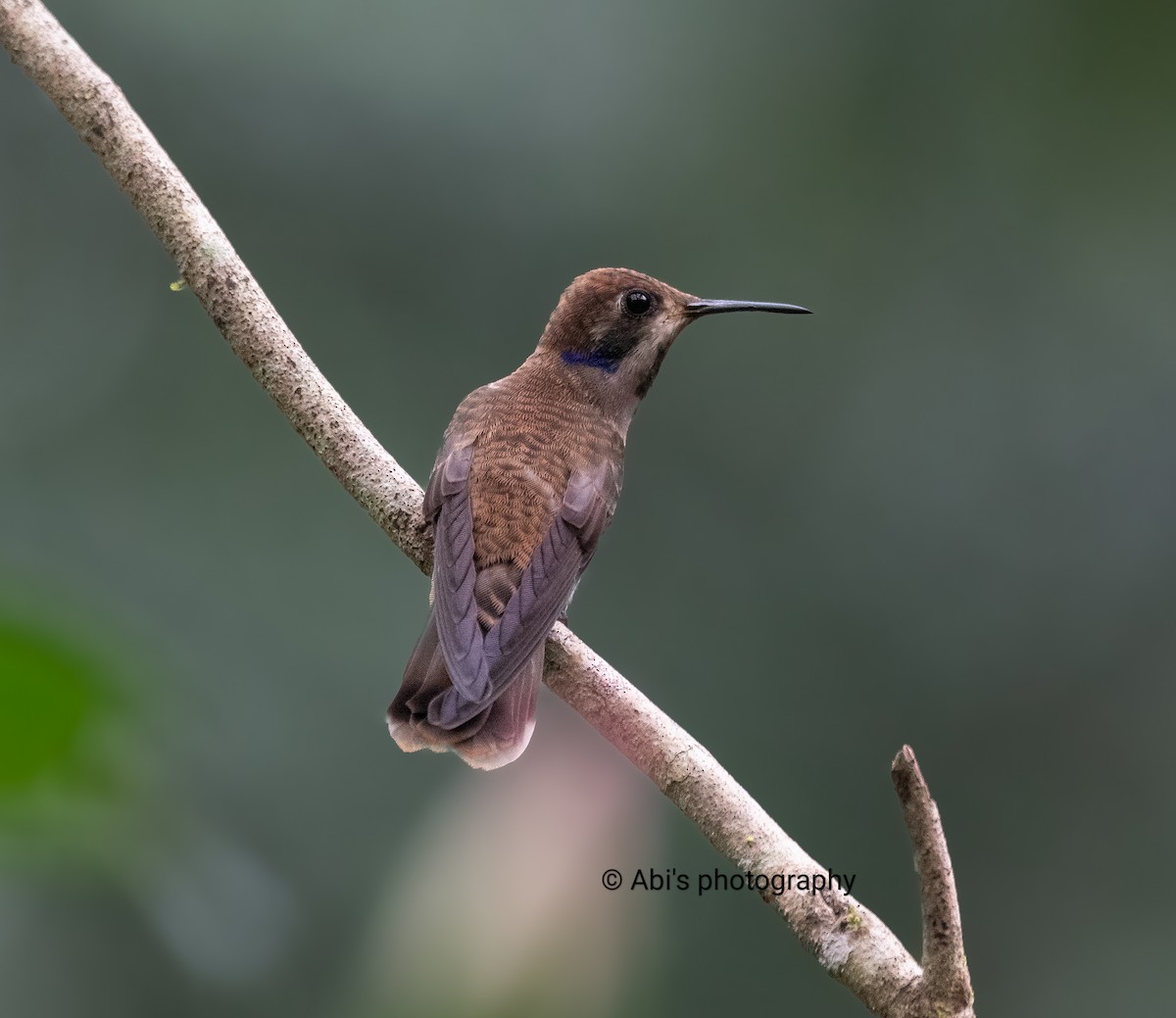 Brown Violetear - ML646223144