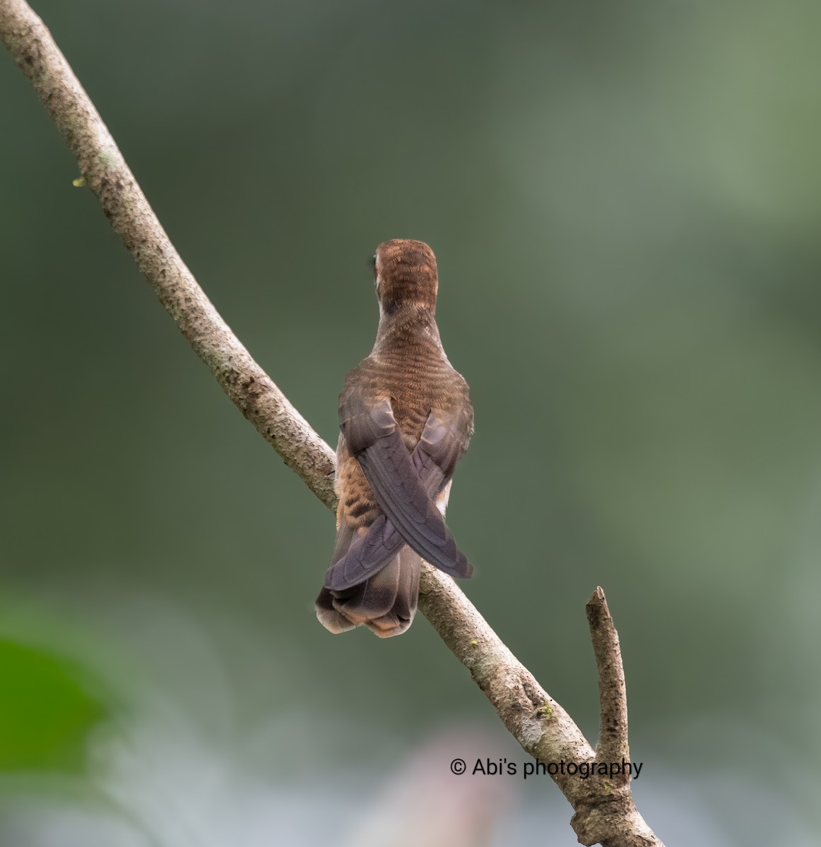 Brown Violetear - ML646223145