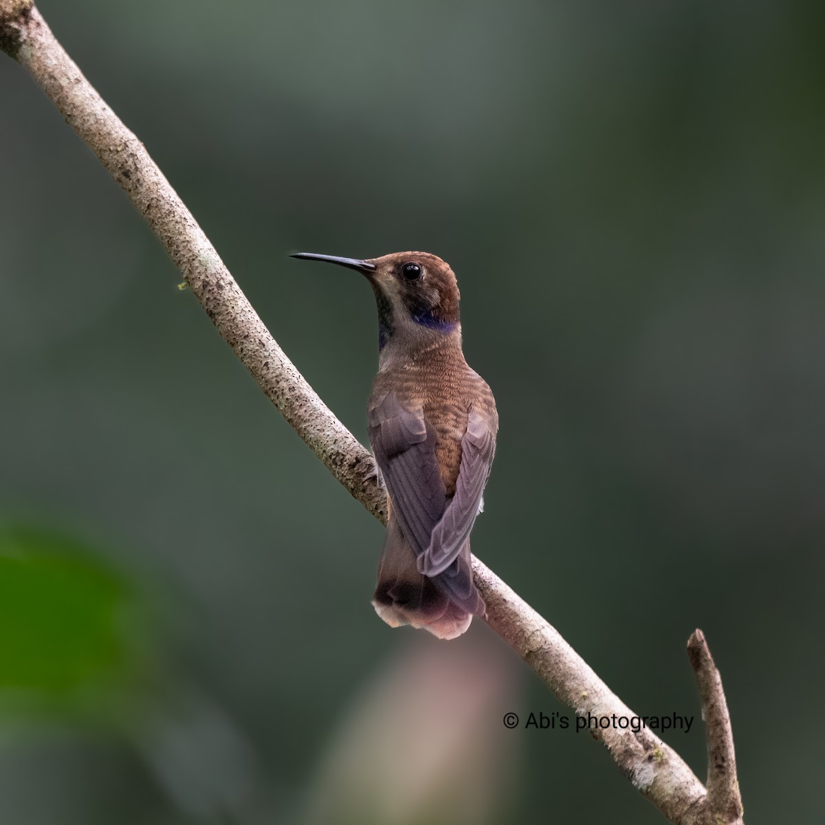 Brown Violetear - ML646223146
