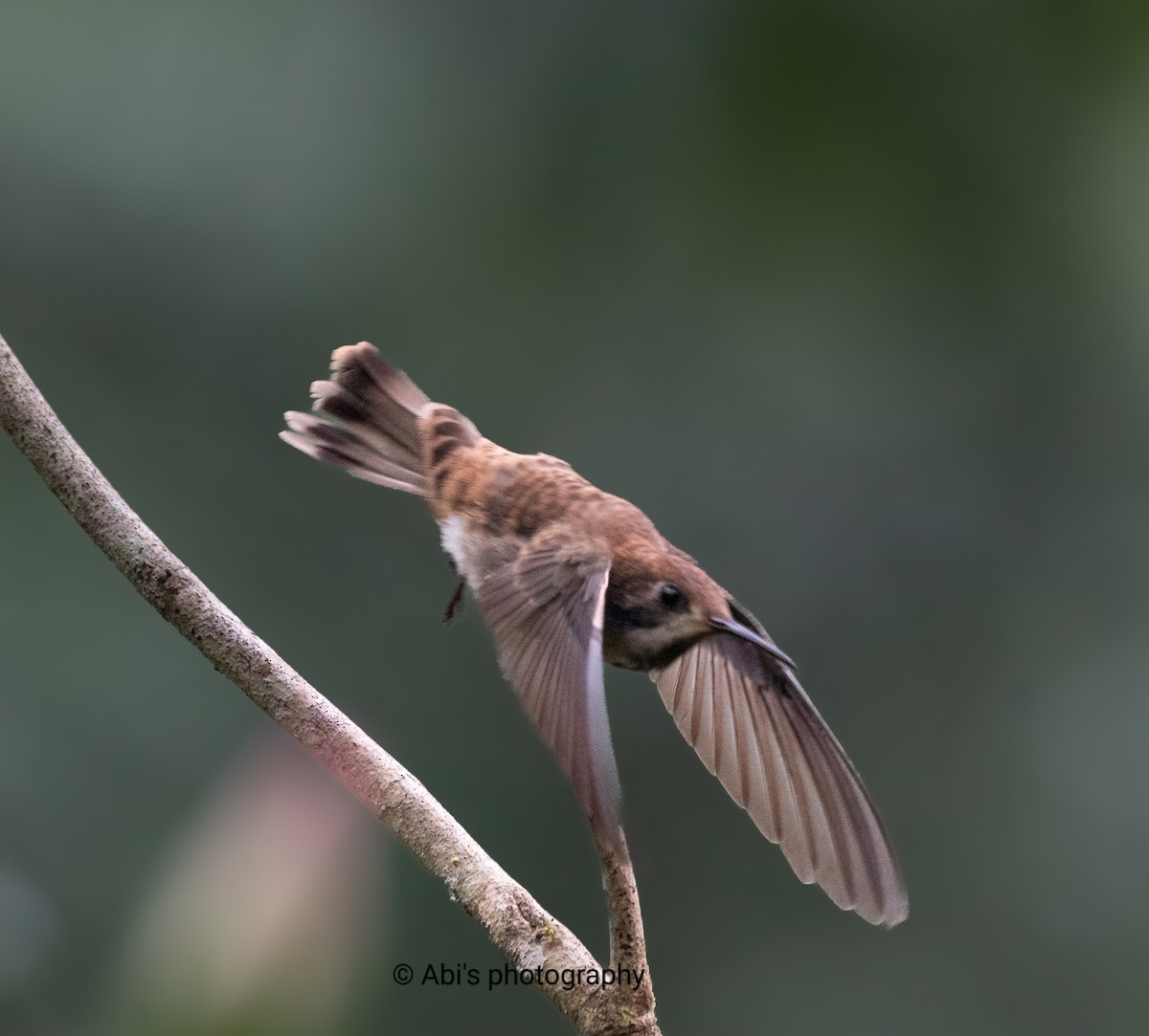 Brown Violetear - ML646223147
