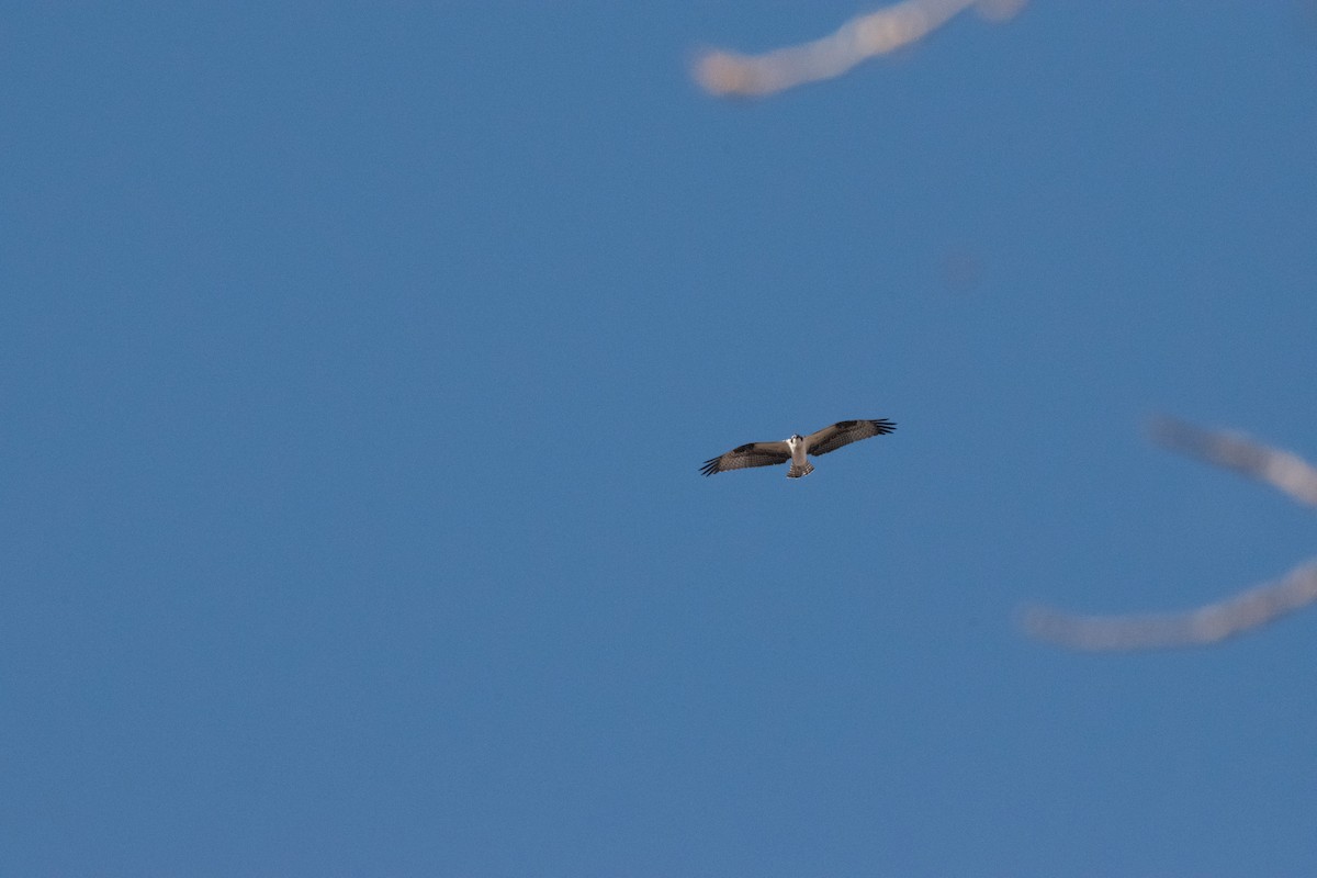 Falco pescatore - ML646223148