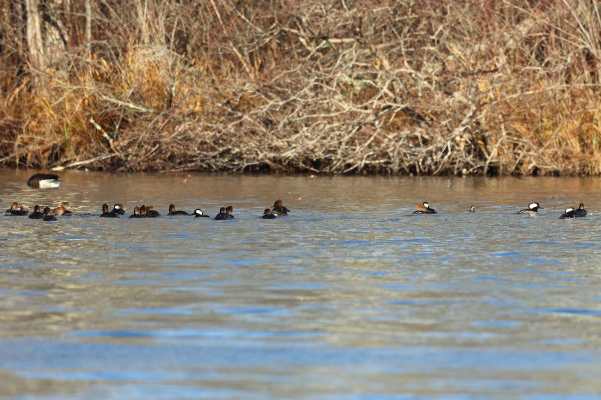 Капюшоновый крохаль - ML646223155