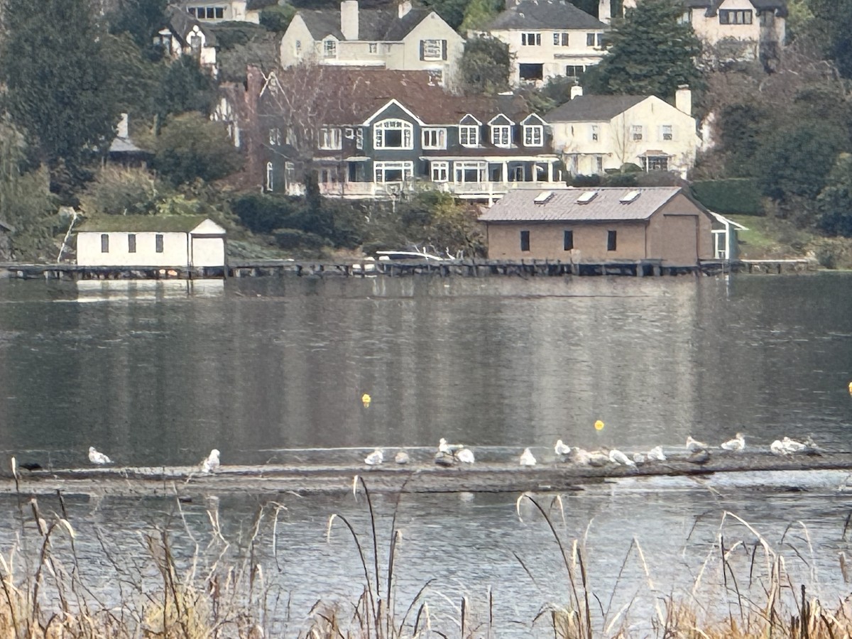 Larinae sp. - ML646223156