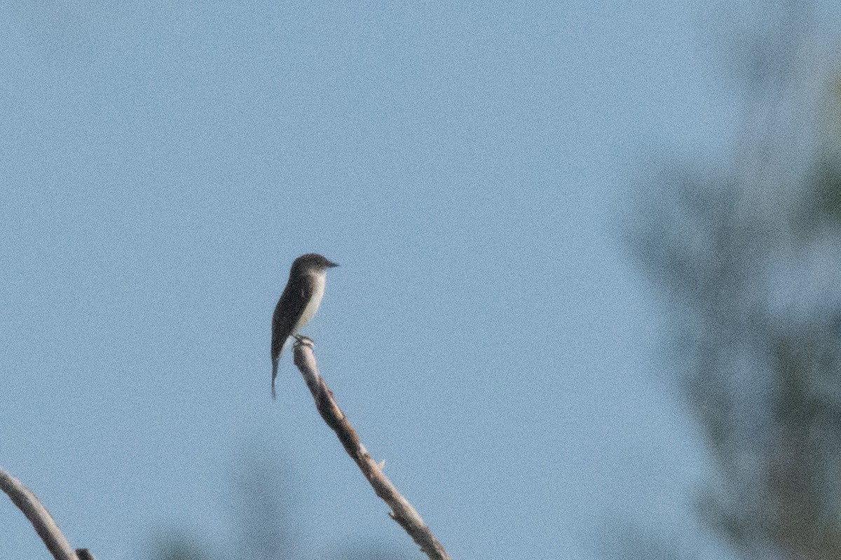 Eastern Phoebe - ML646223158