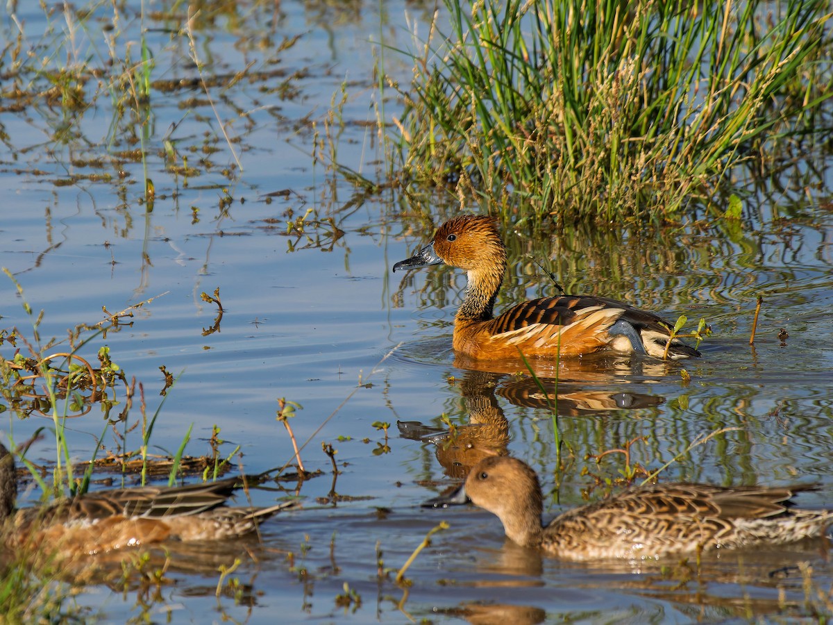 Fulvous Whistling-Duck - ML646223162