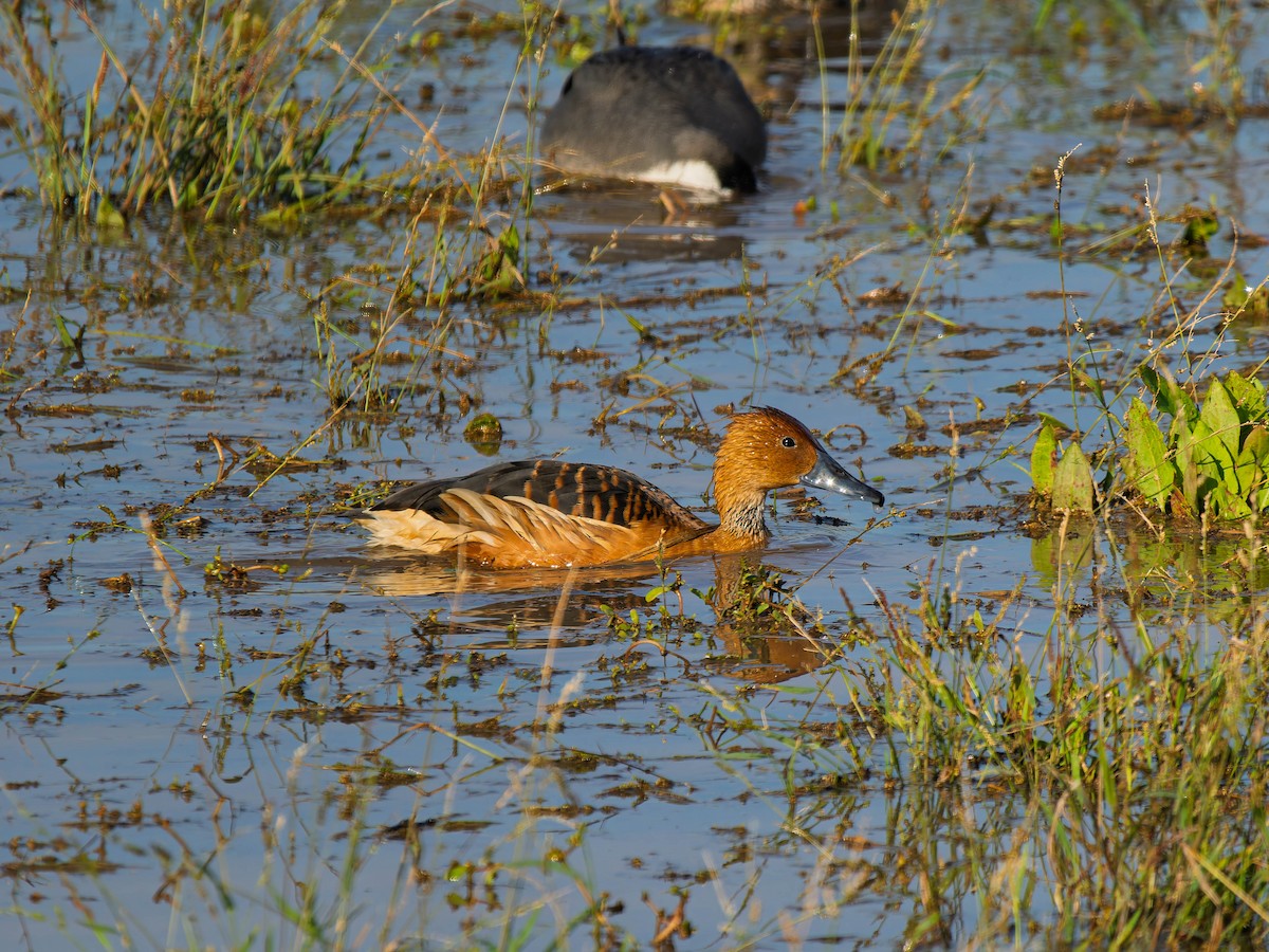 Fulvous Whistling-Duck - ML646223163