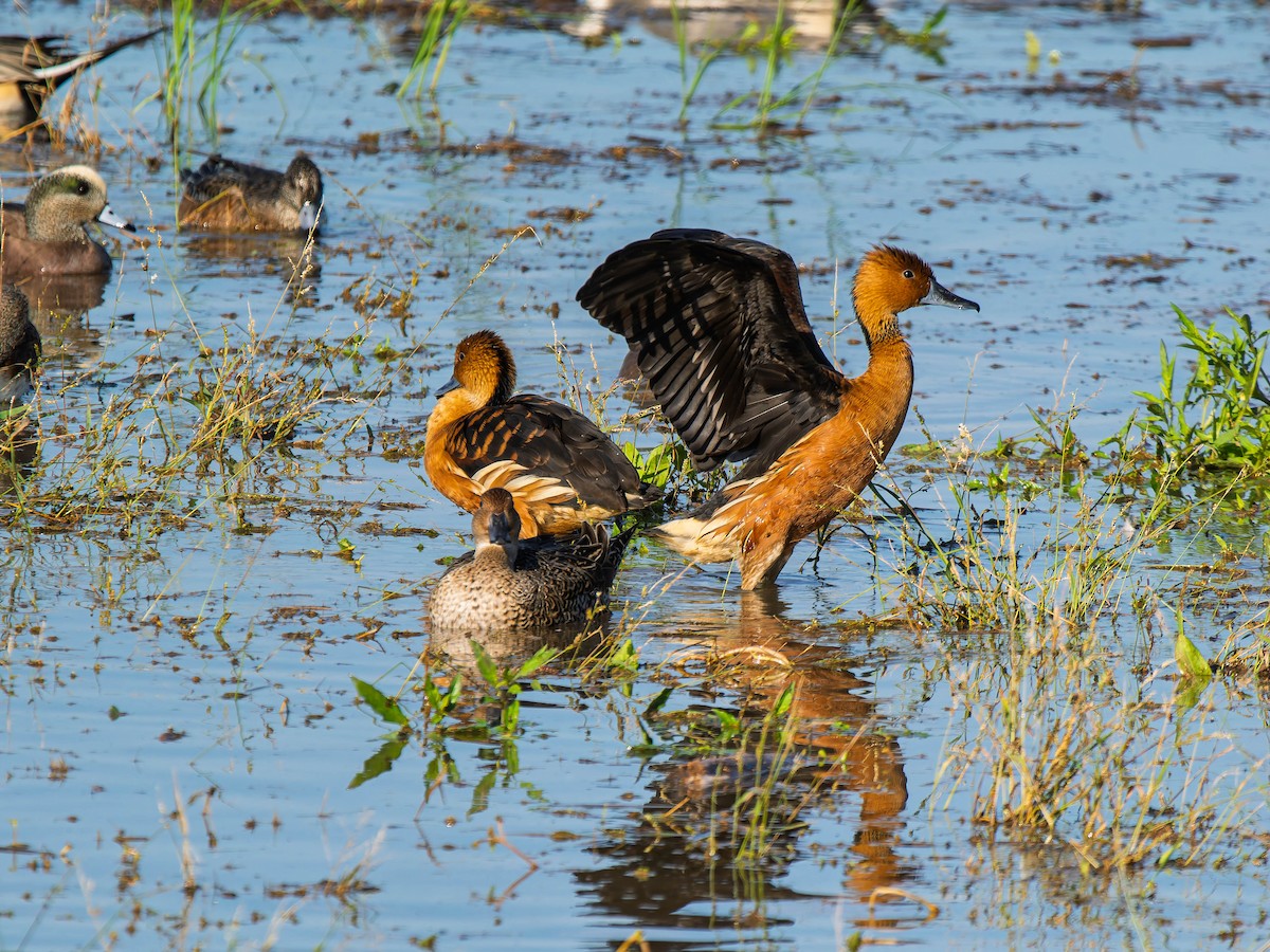 Fulvous Whistling-Duck - ML646223164