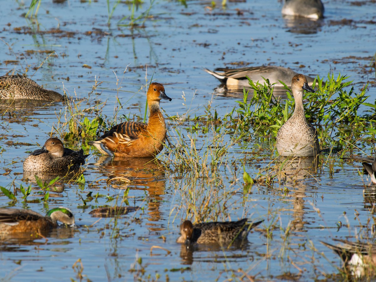 Fulvous Whistling-Duck - ML646223165