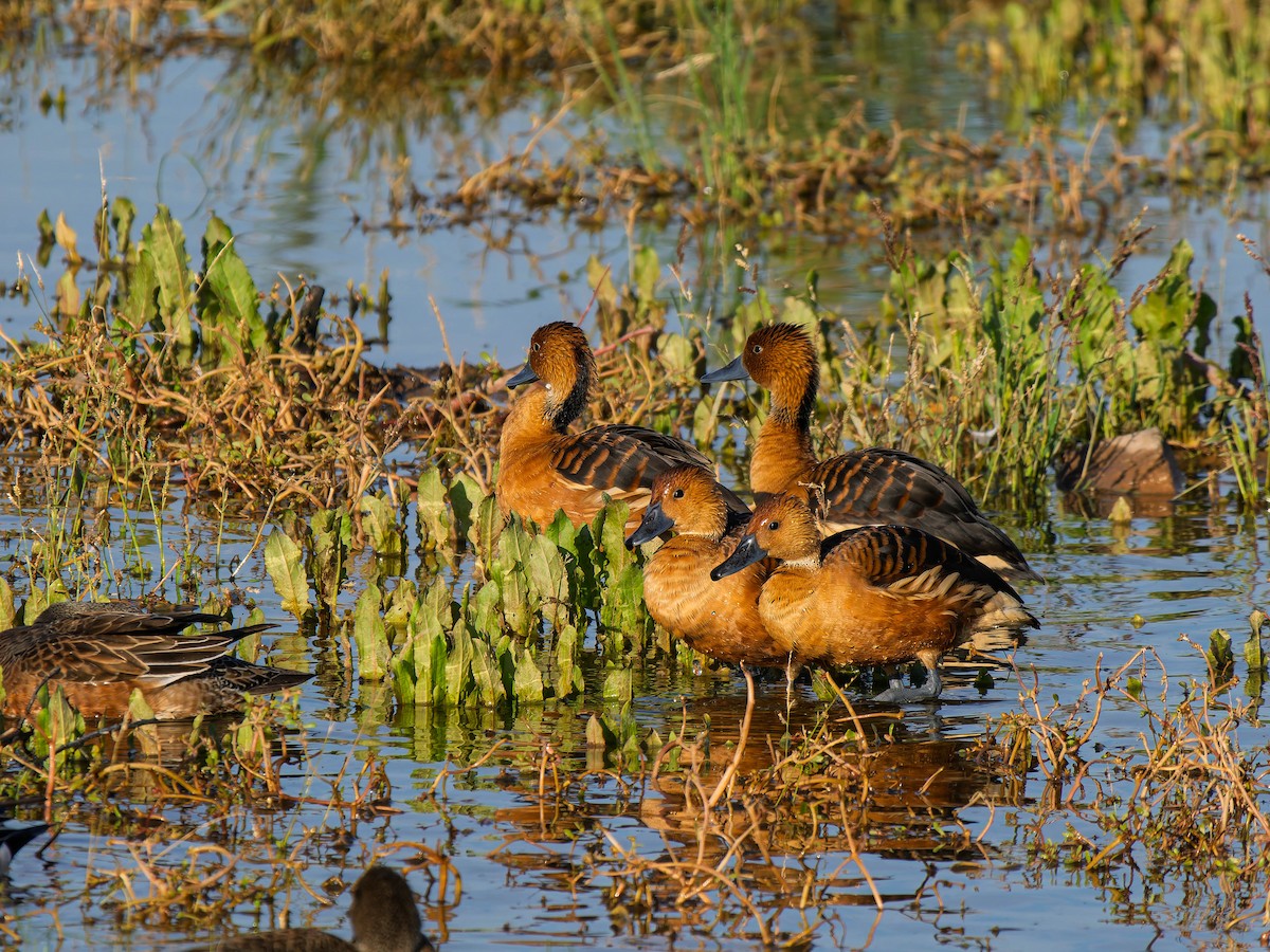 Fulvous Whistling-Duck - ML646223166