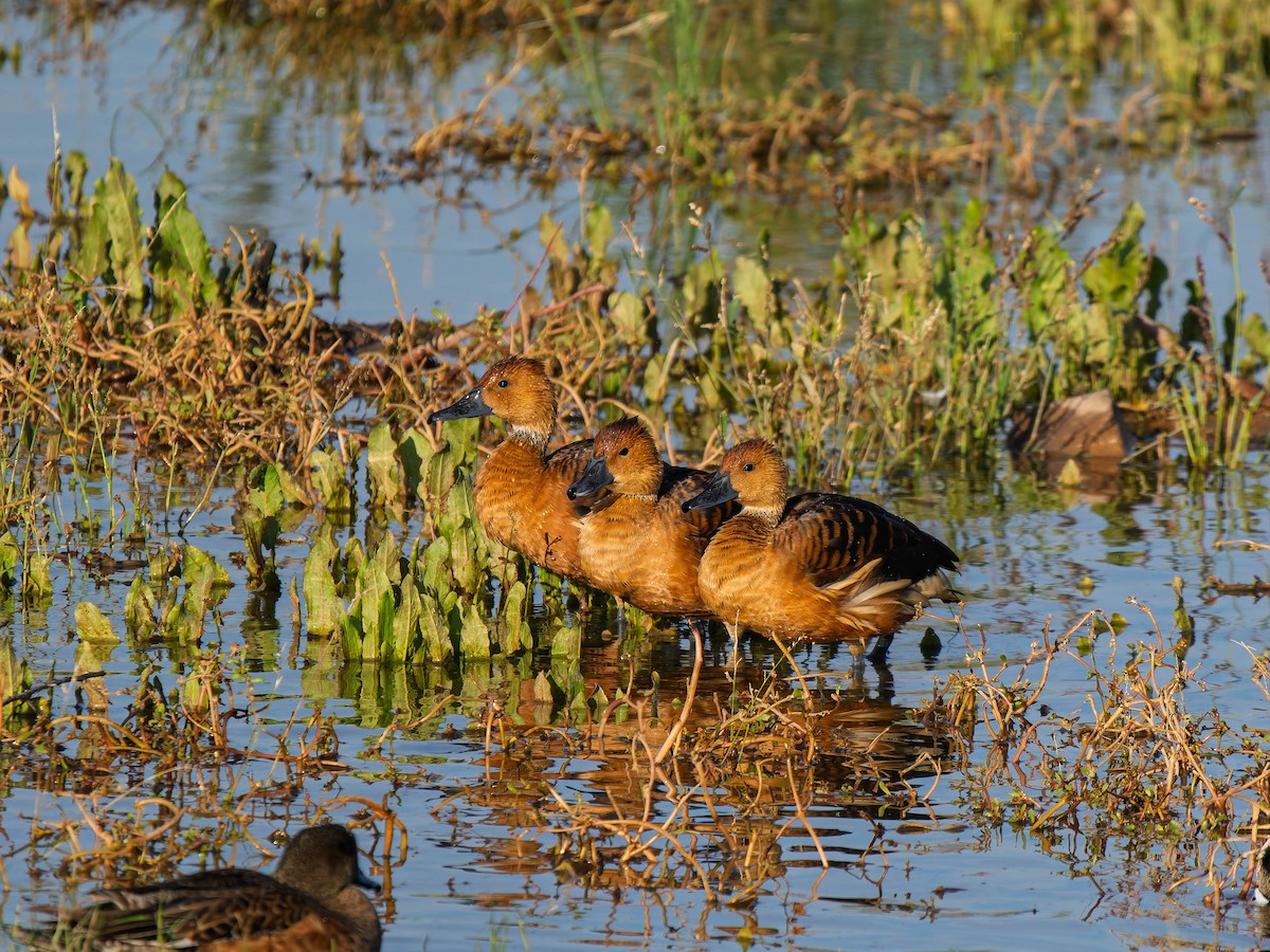 Fulvous Whistling-Duck - ML646223167