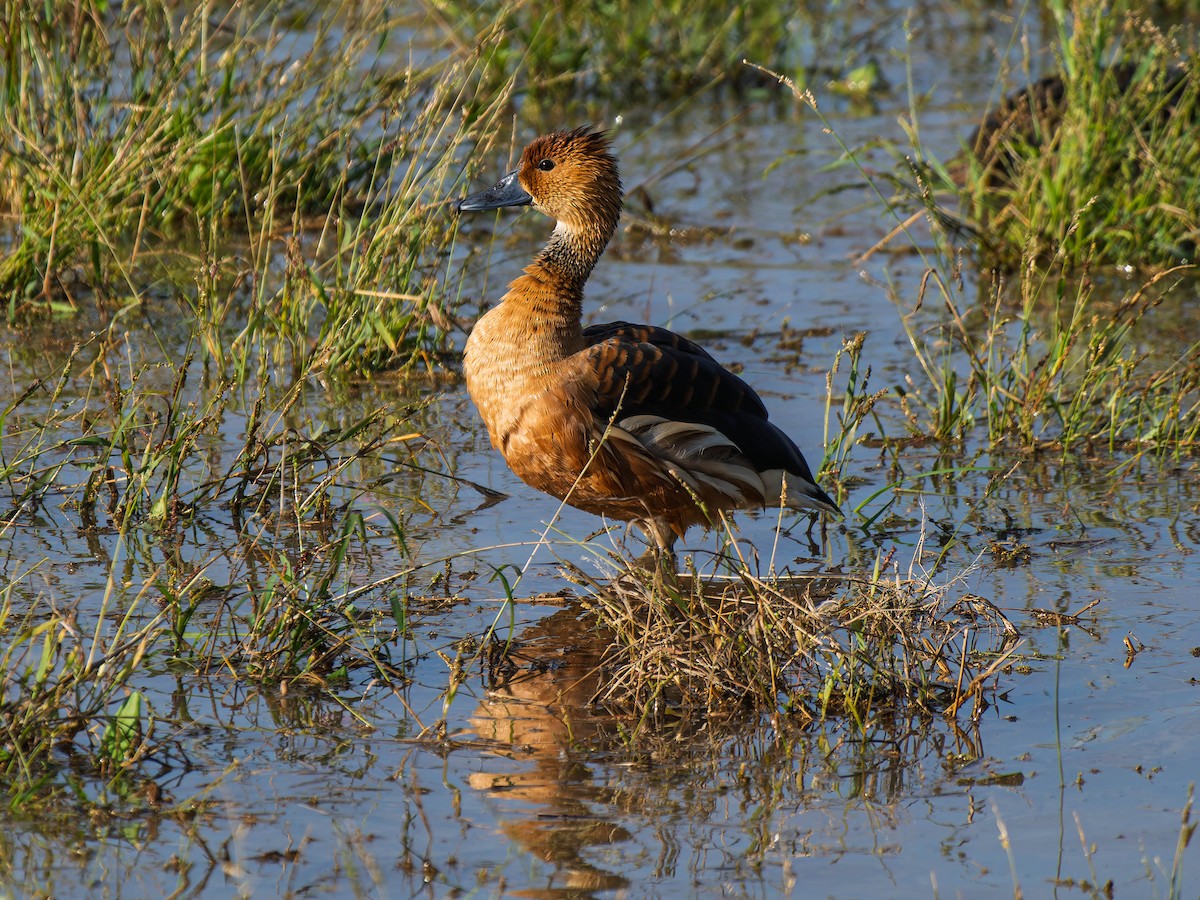 Fulvous Whistling-Duck - ML646223168