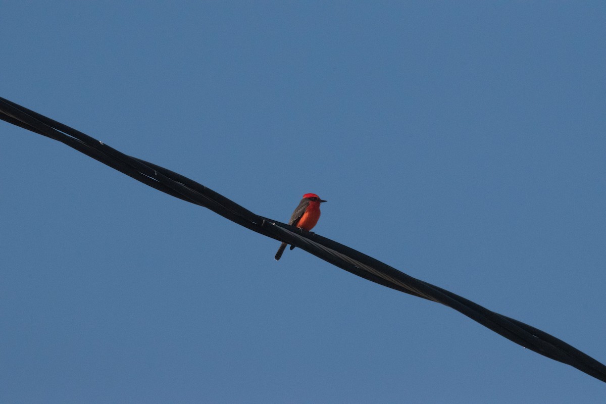Vermilion Flycatcher - ML646223170