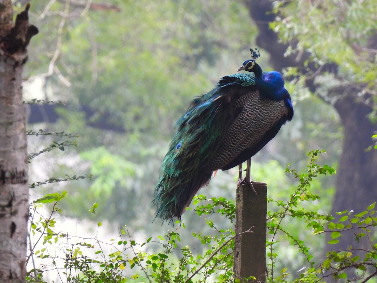 Indian Peafowl - ML646223180