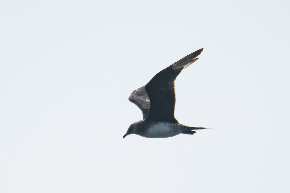 Parasitic Jaeger - ML646223189