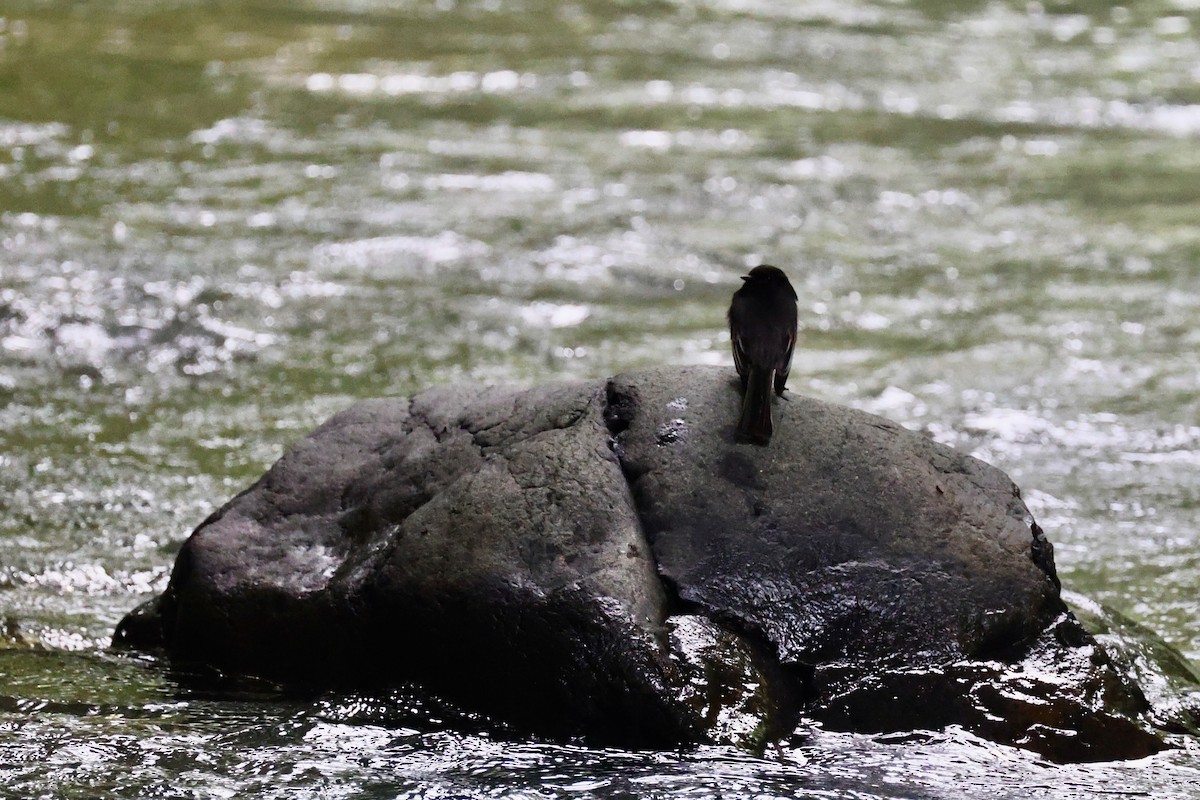 Black Phoebe - ML646223192