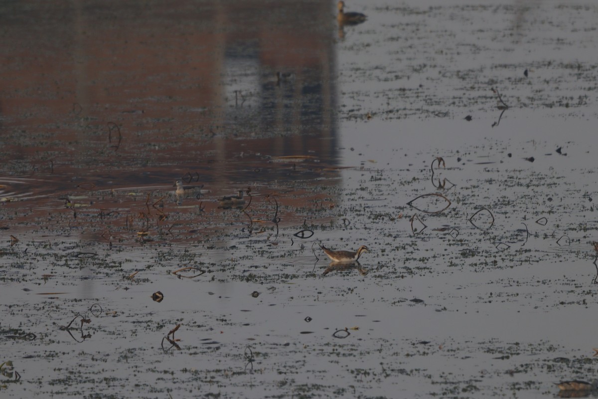 fasanbladhøne - ML646223193