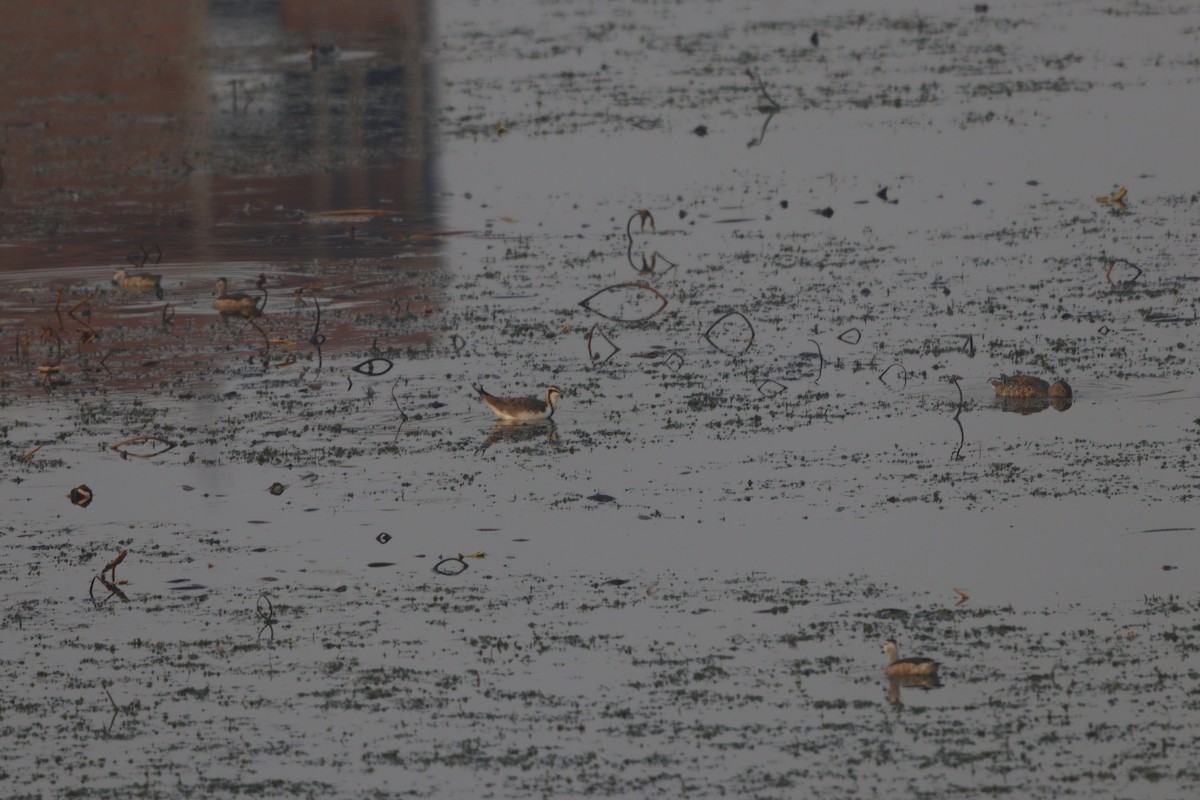 fasanbladhøne - ML646223194