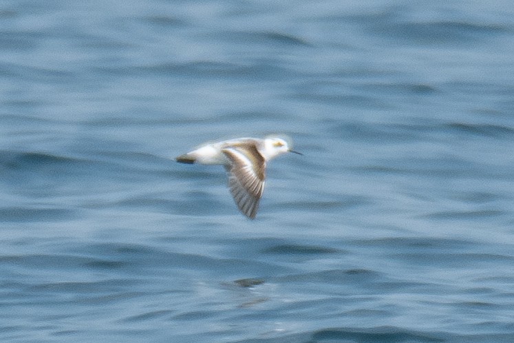 Red-necked Phalarope - ML646223195
