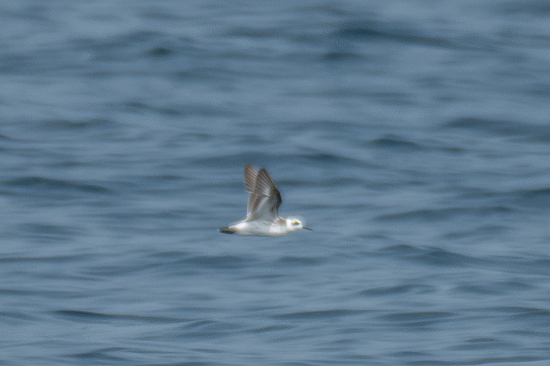 Red-necked Phalarope - ML646223197