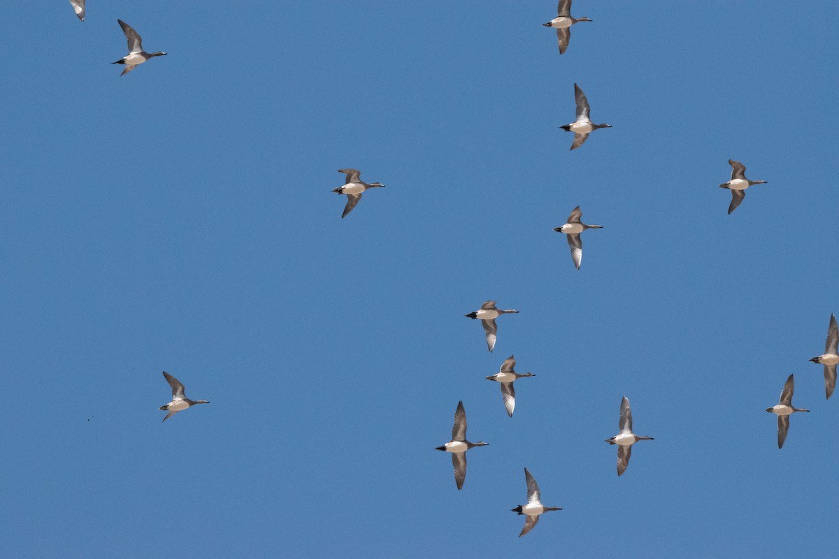 Fischione americano - ML646223198