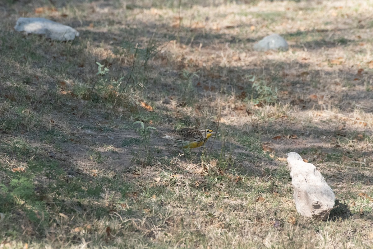 Western Meadowlark - ML646223203