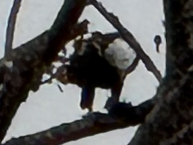 Pygargue à tête blanche - ML646223205