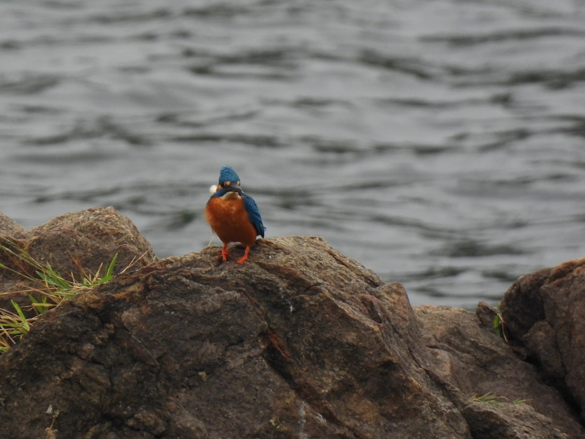Common Kingfisher - ML646223206