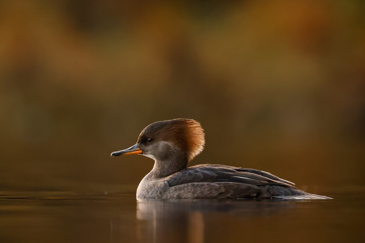 Капюшоновый крохаль - ML646223208