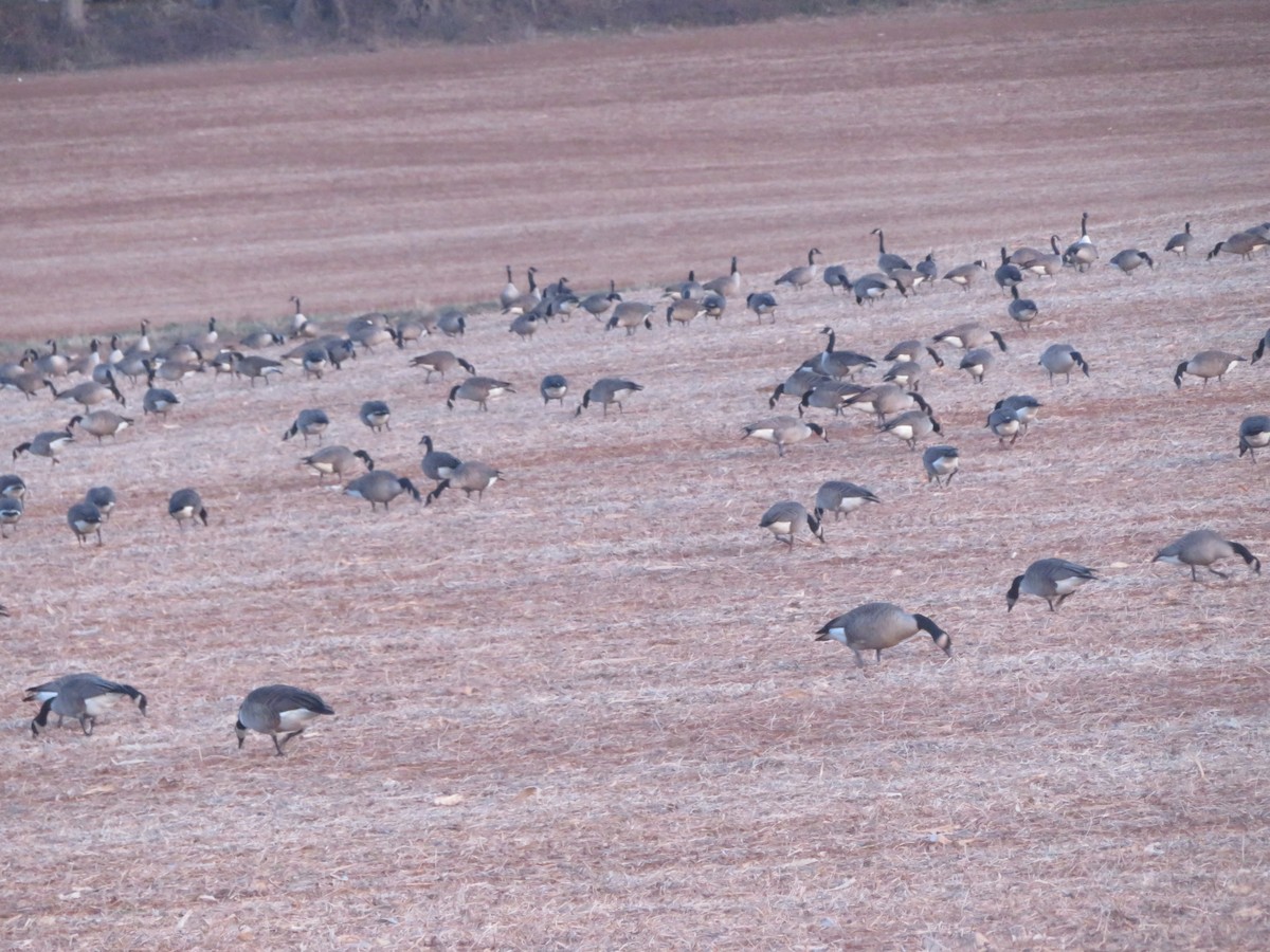 Canada Goose - ML646223211