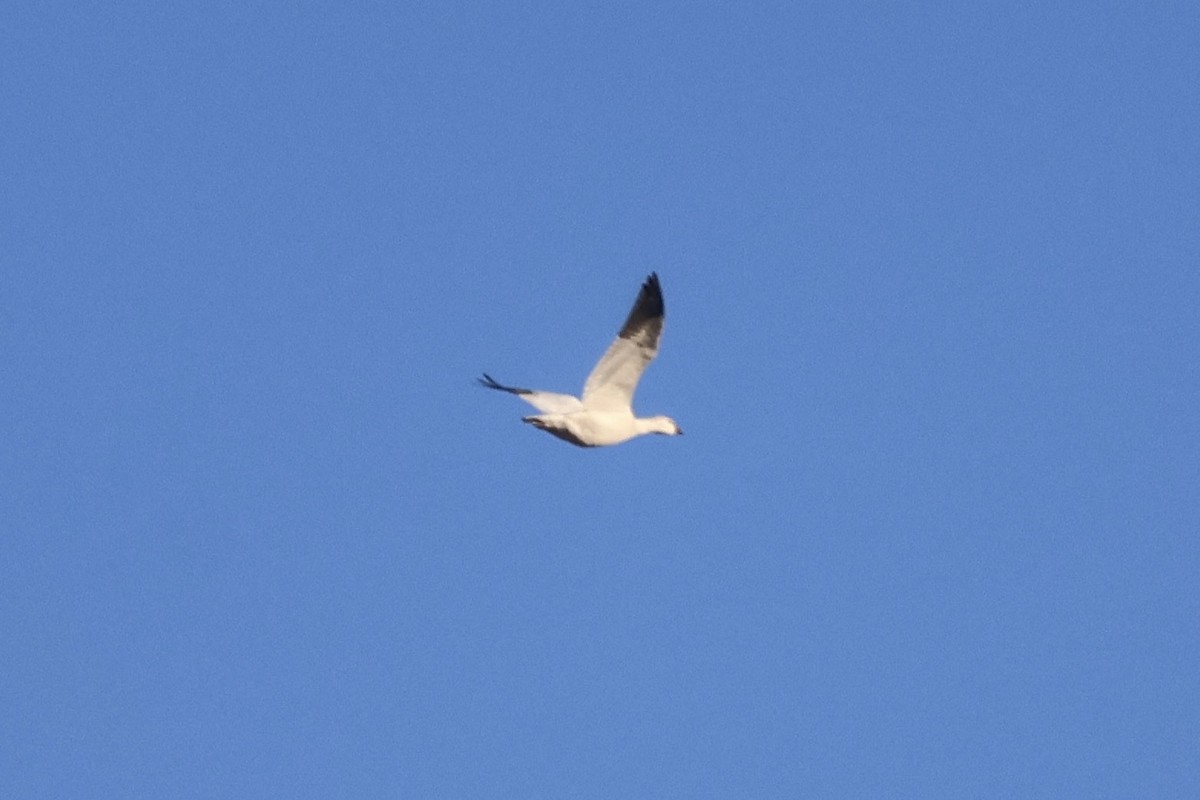 אווז קנדי - ML646223213