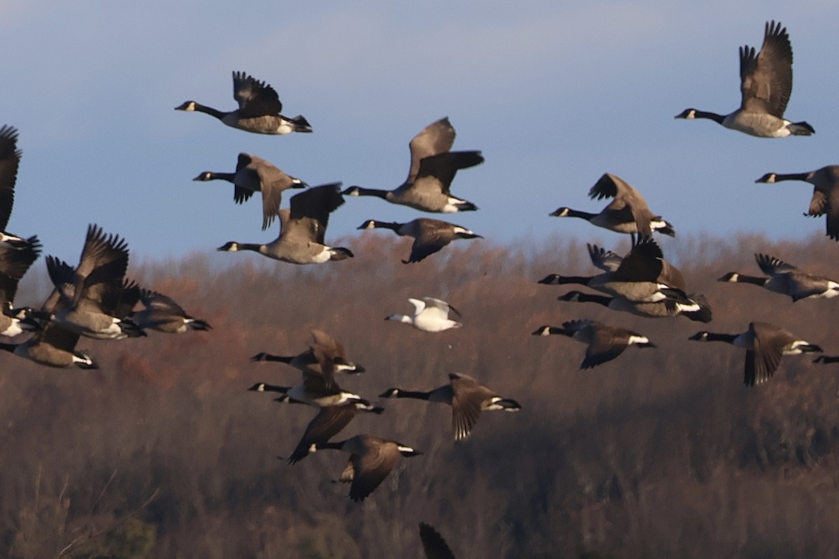 Ross's Goose - ML646223214