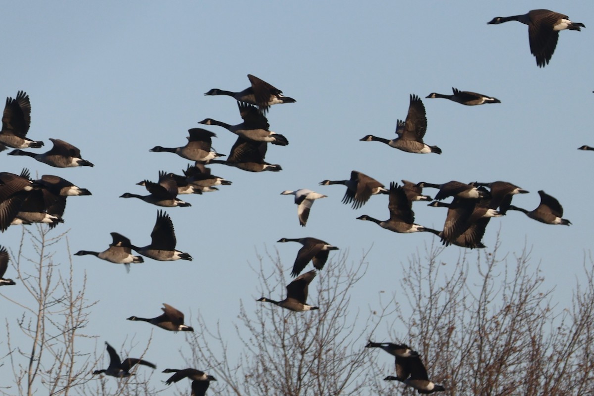 Ross's Goose - ML646223215