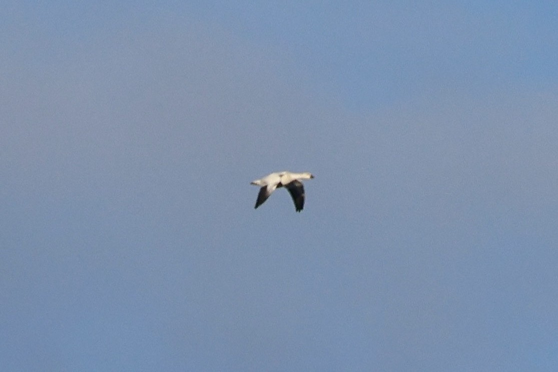 אווז קנדי - ML646223216