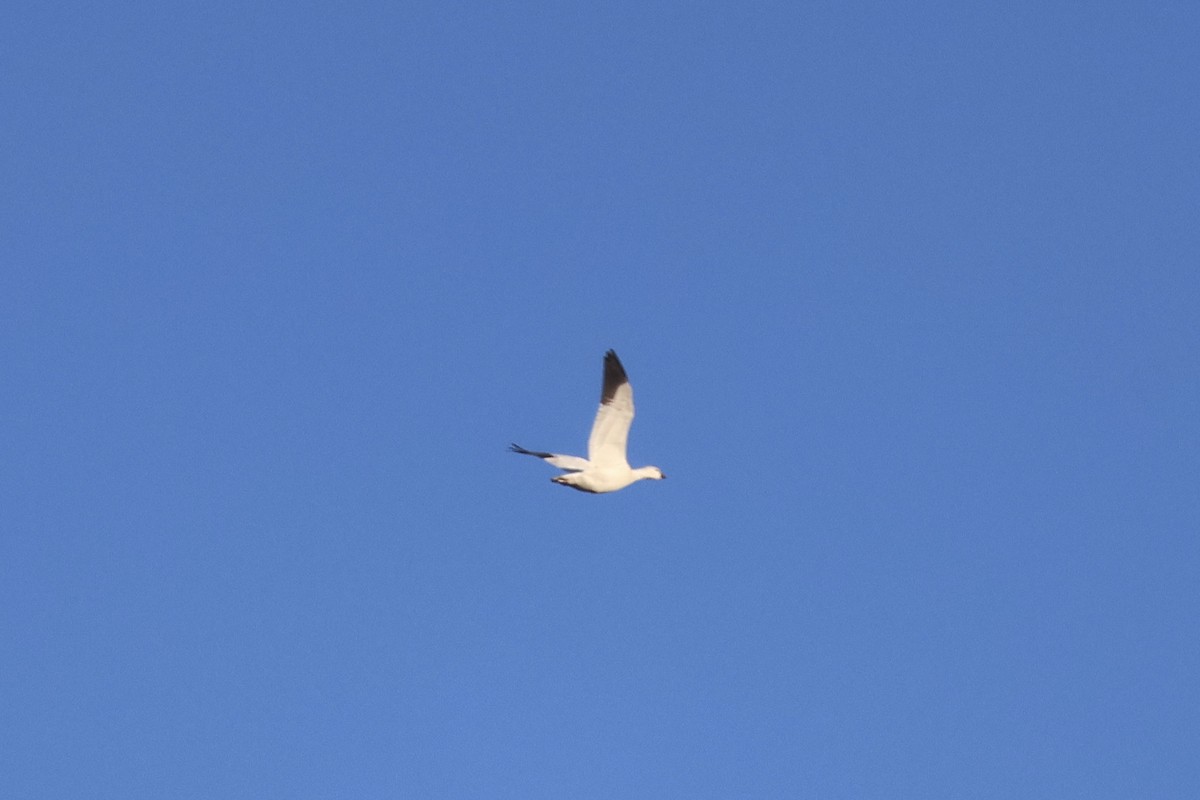 אווז קנדי - ML646223217