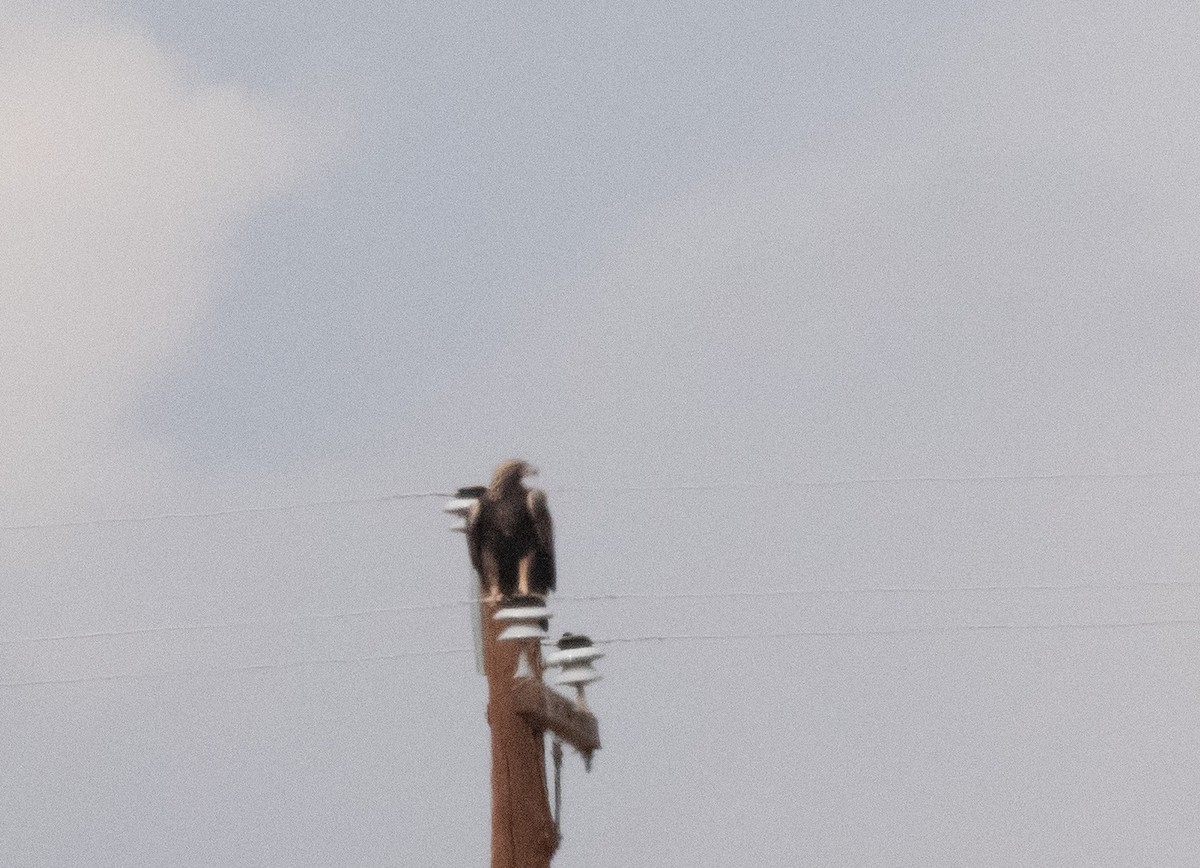 Golden Eagle - ML646223218