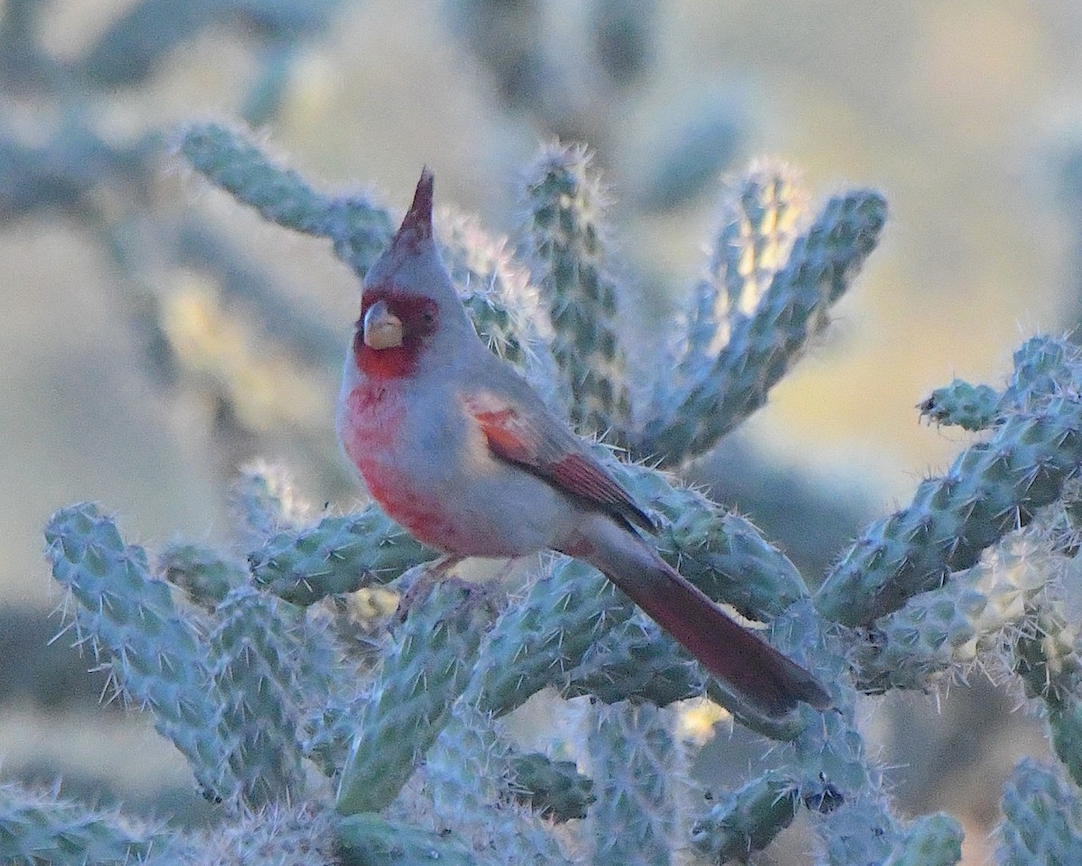 Pyrrhuloxia - ML646223220