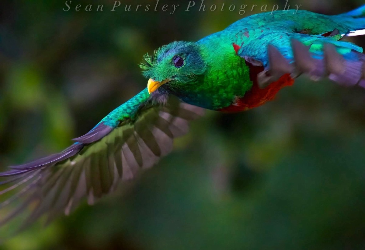 Resplendent Quetzal - ML646223221